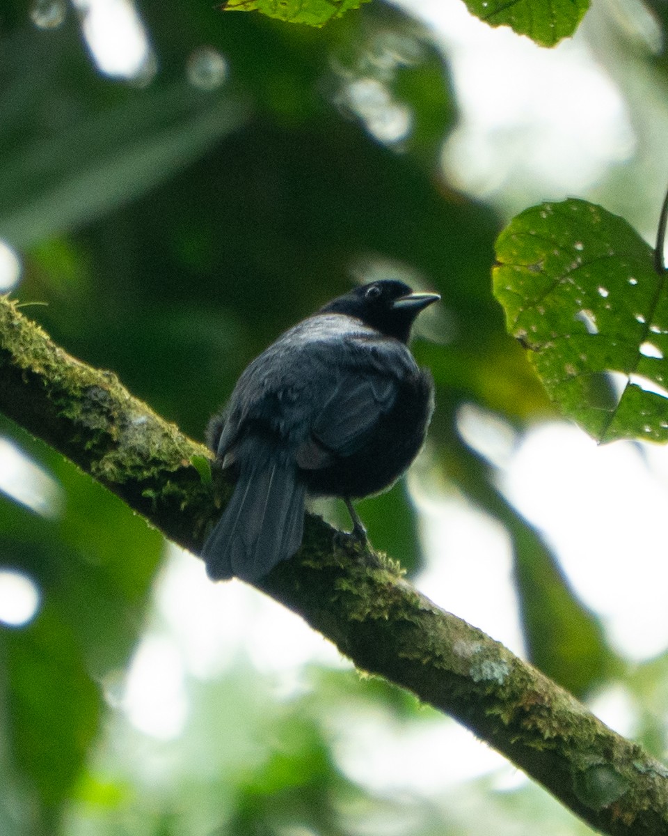 Ruby-crowned Tanager - ML643707815