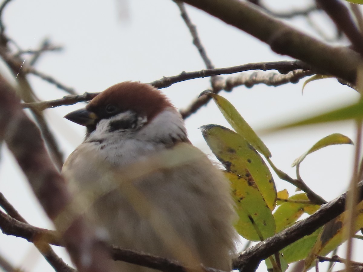 pilfink - ML643707820