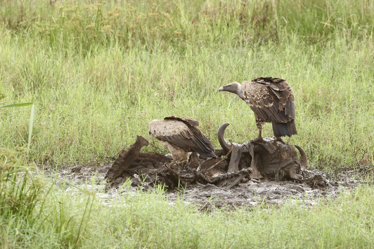 Rüppell's Griffon - ML643707834