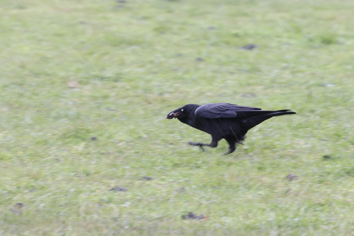 Corbeau de Tasmanie - ML643707839