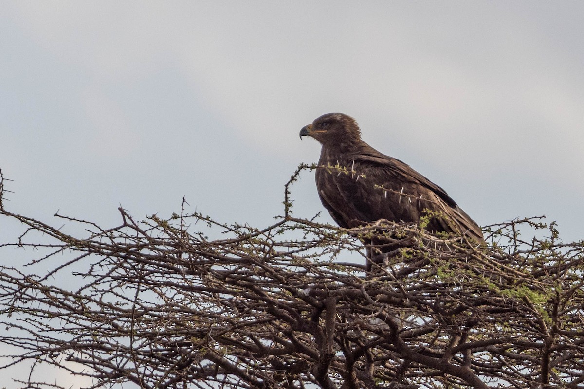 Tawny Eagle - ML643707840