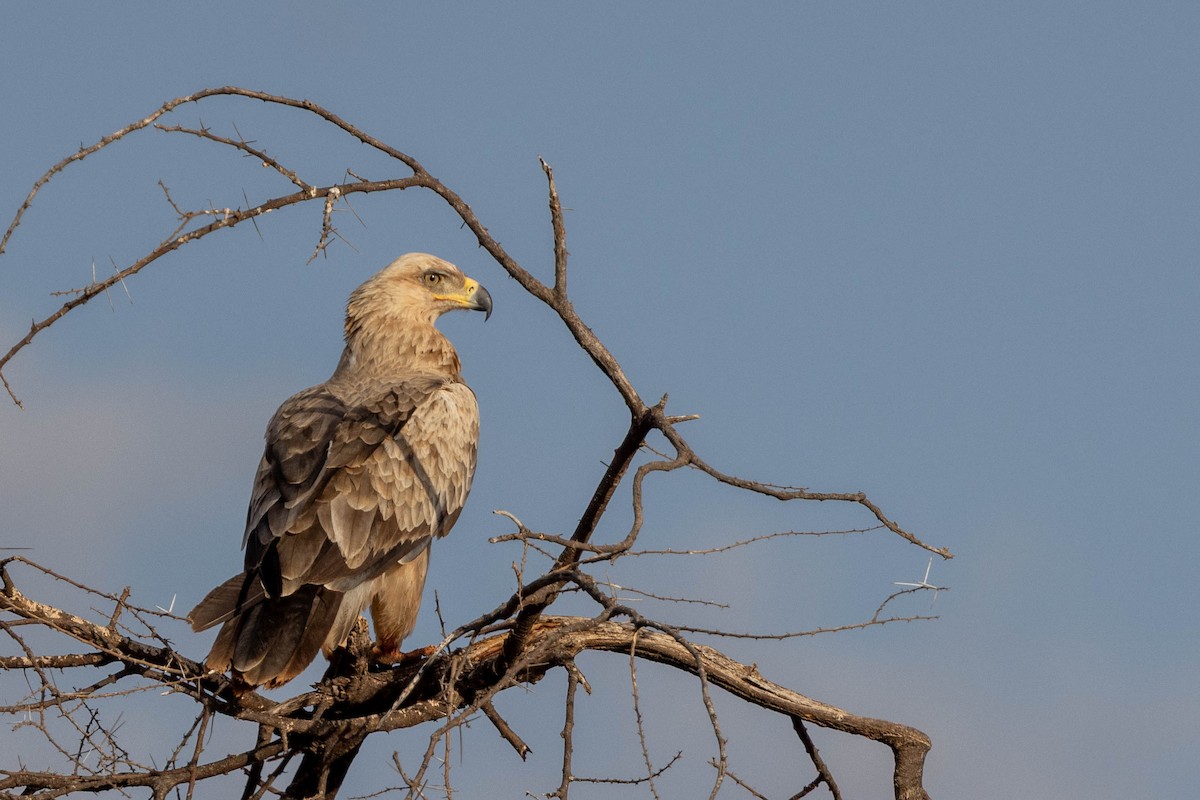 Tawny Eagle - ML643707841