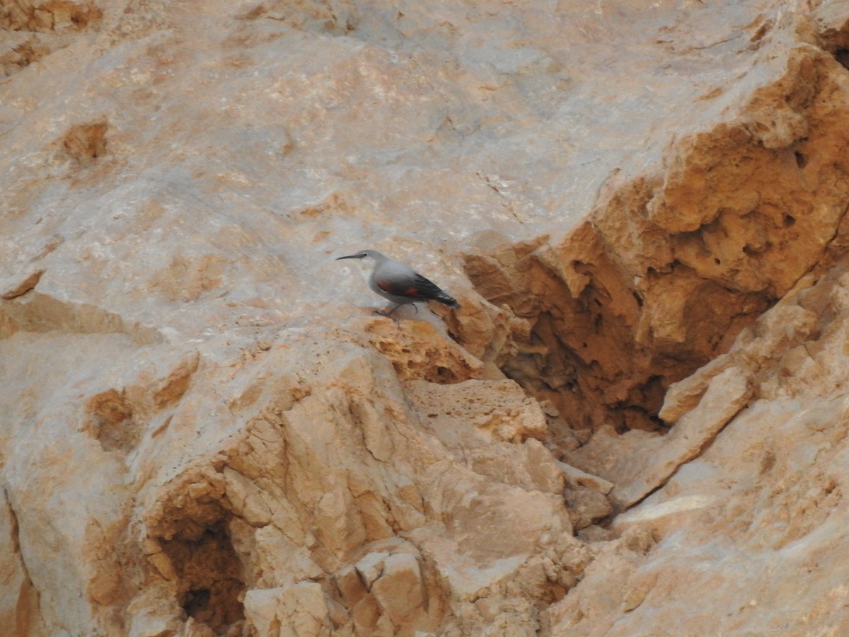 Wallcreeper - ML643707842