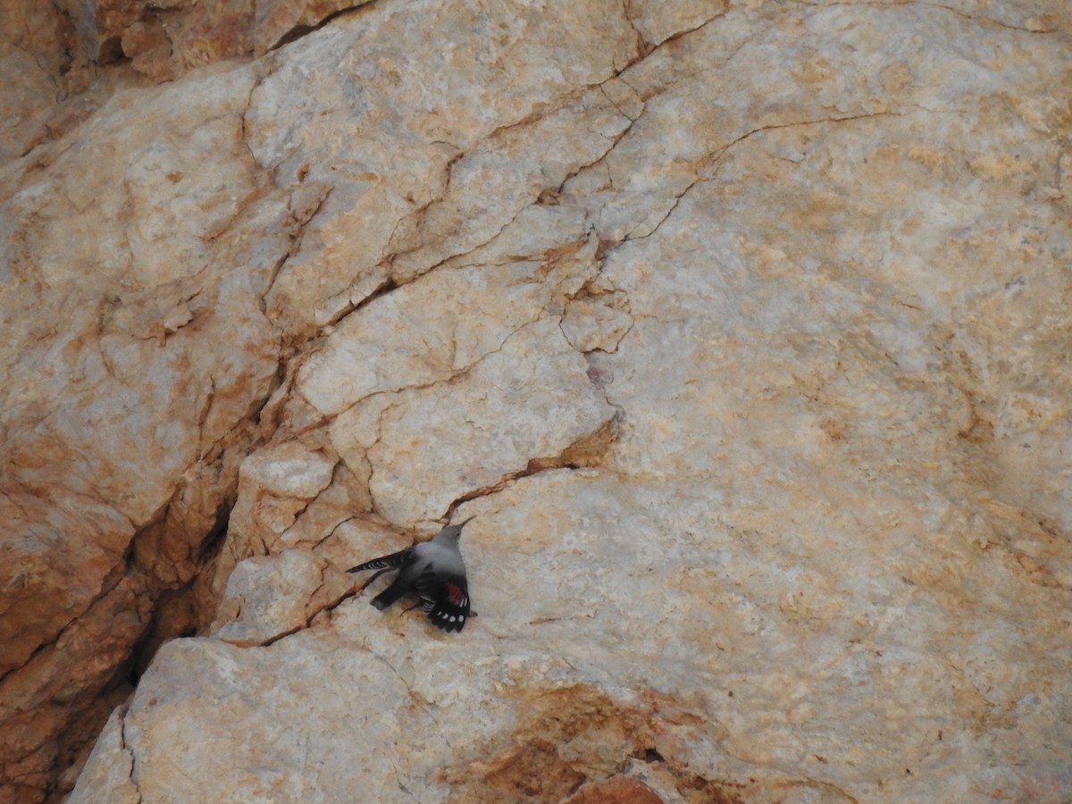 Wallcreeper - ML643707846