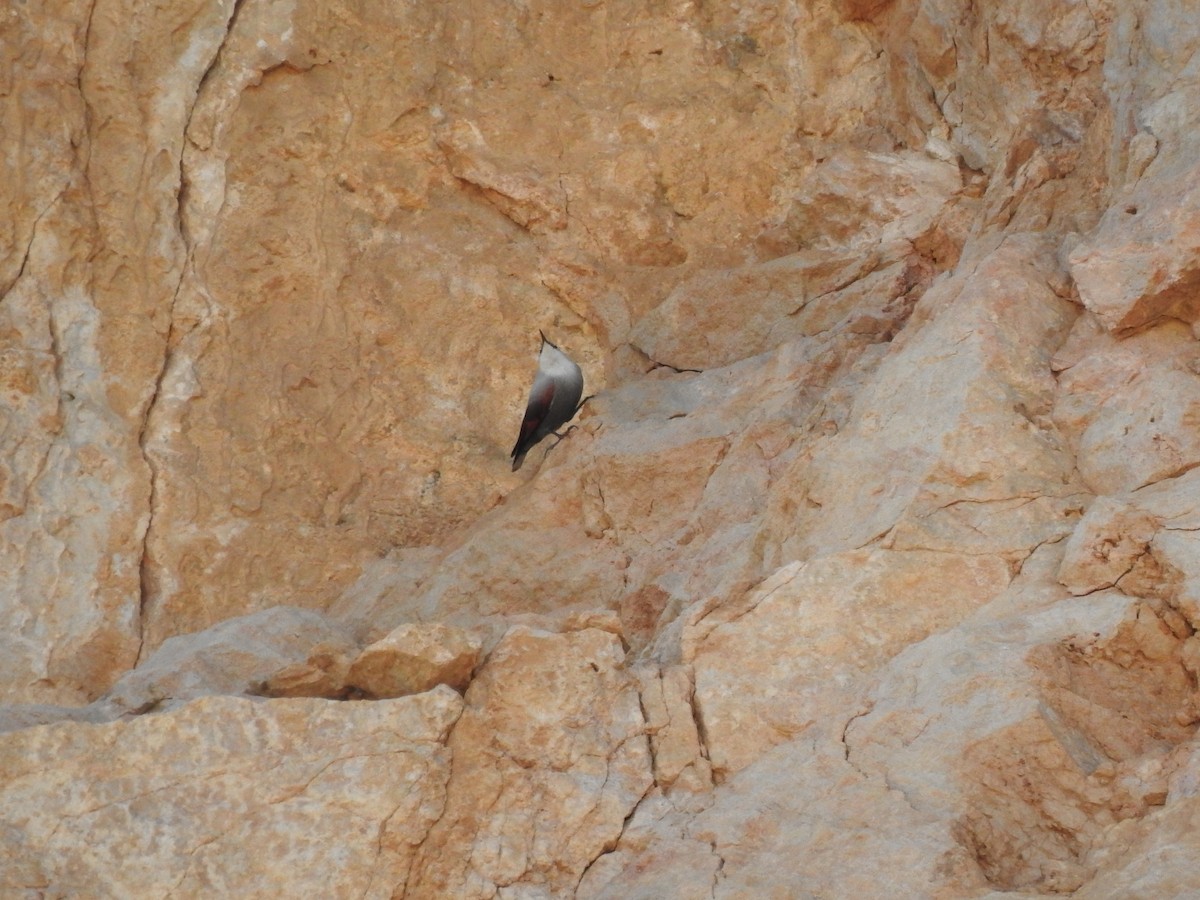 Wallcreeper - ML643707854