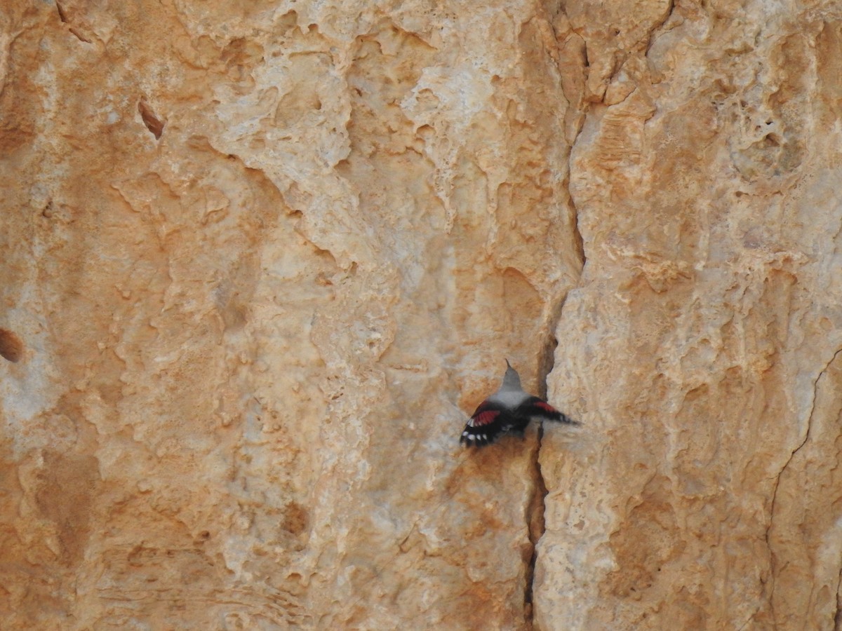 Wallcreeper - ML643707864