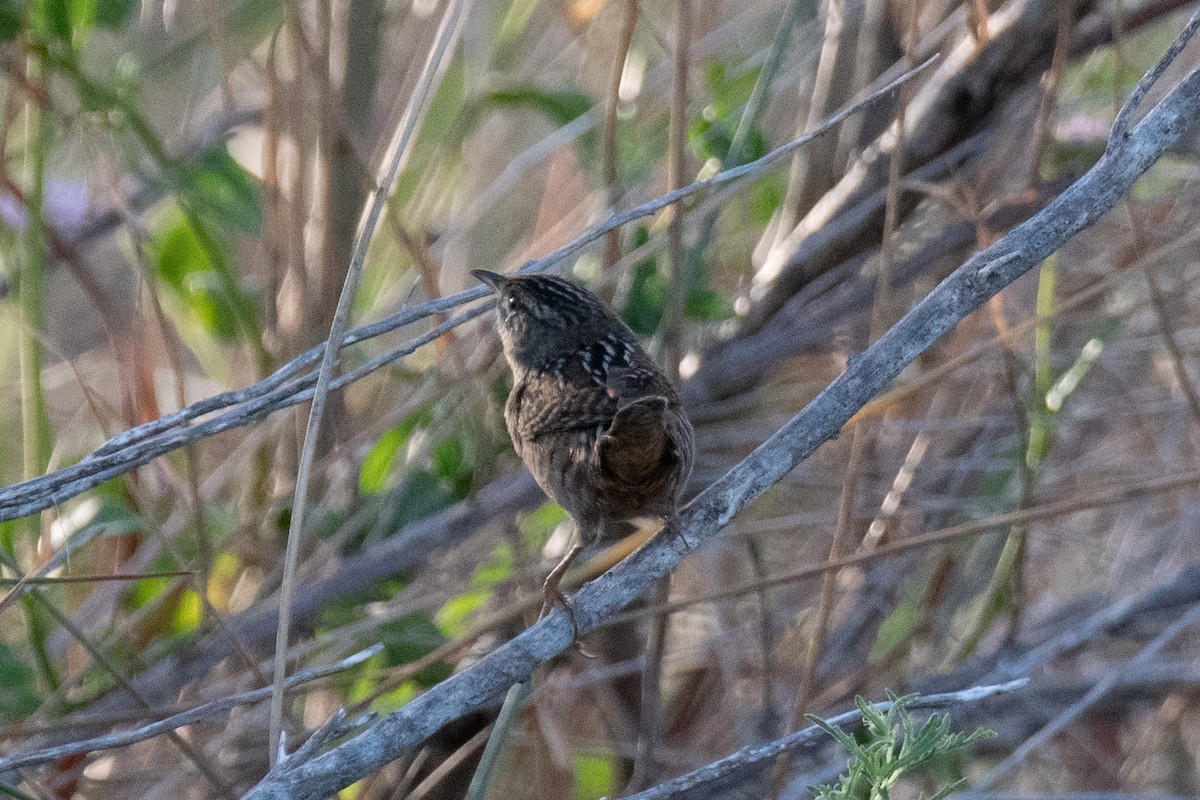 Sedge Wren - ML643707866