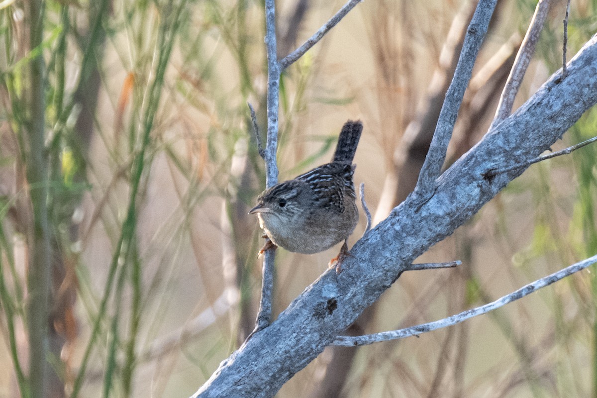Sedge Wren - ML643707867