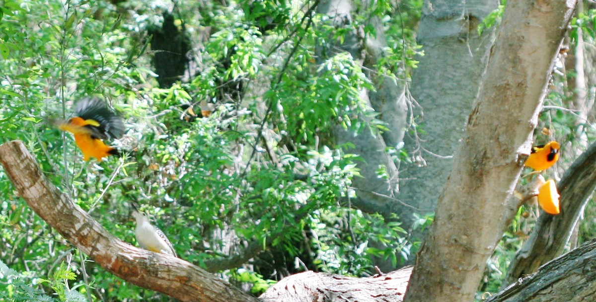 Altamira Oriole - ML643707881