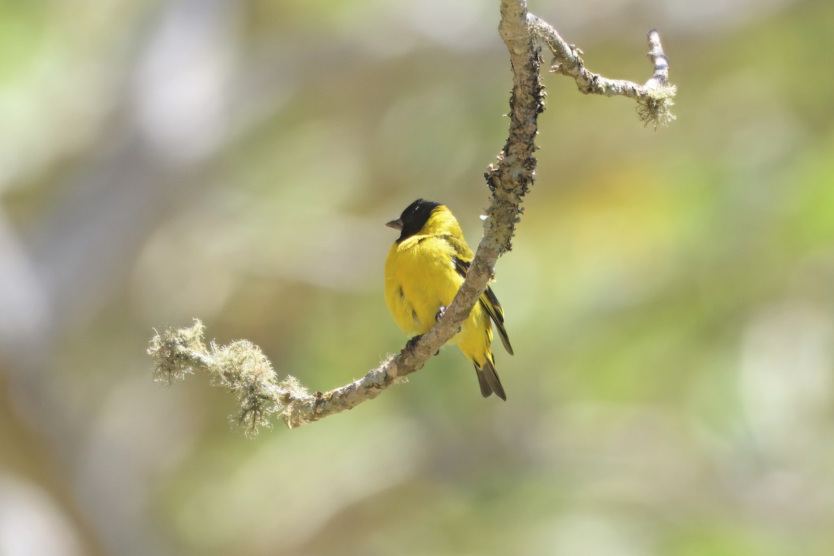 Hooded Siskin - ML643707886