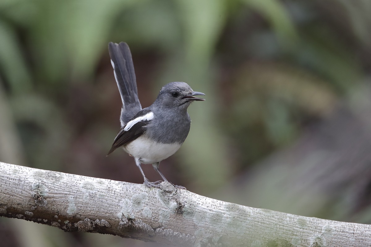 Oriental Magpie-Robin (Oriental) - ML643707902