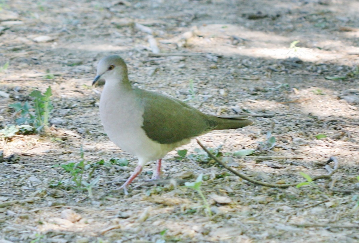 White-tipped Dove - ML643707929