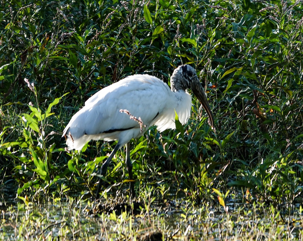amerikastork - ML643707952