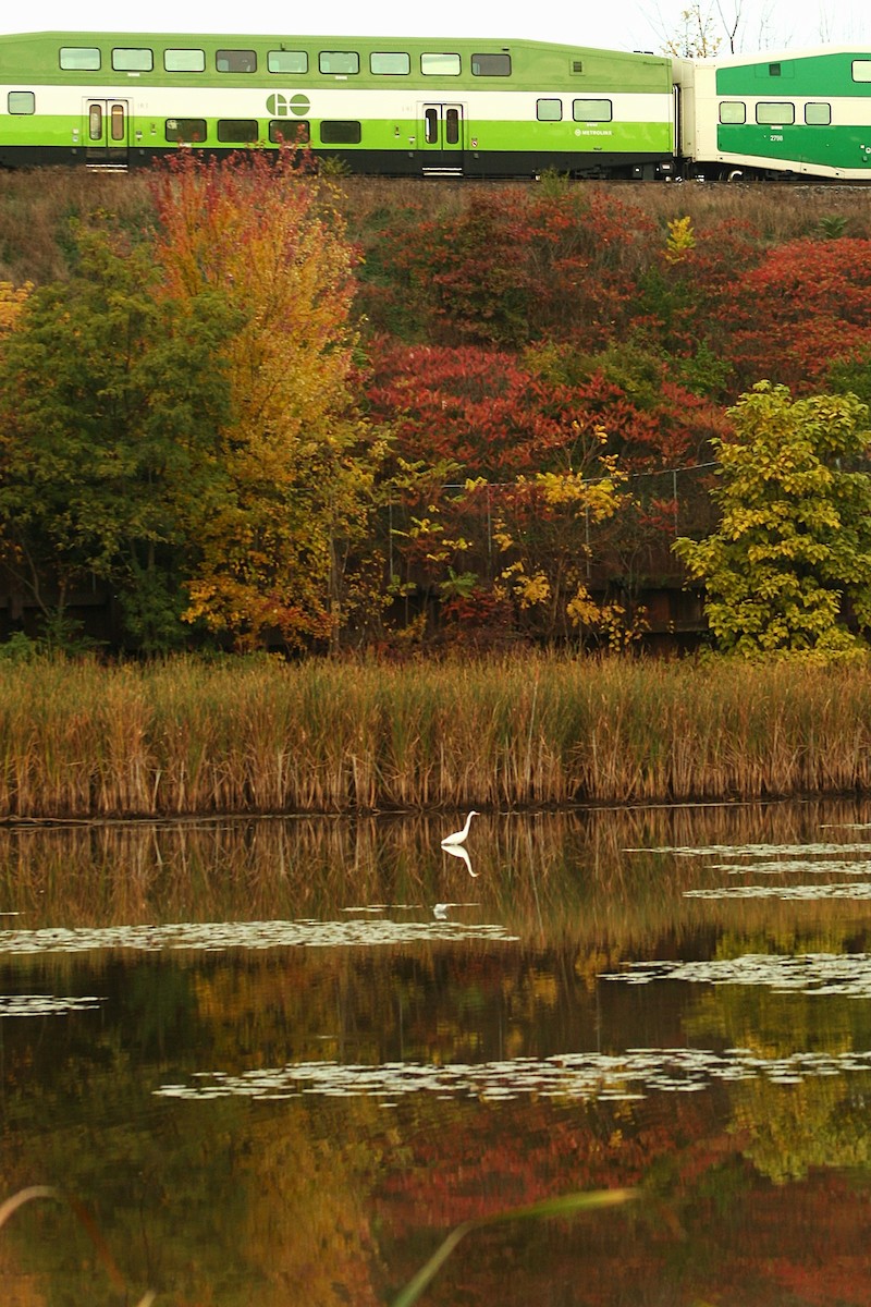 Great Egret - ML643707969