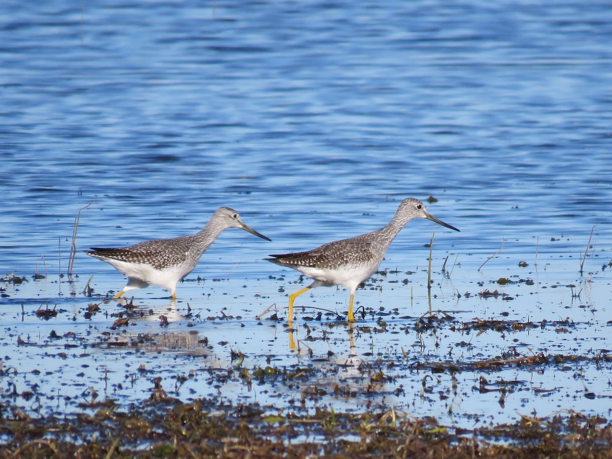 Greater Yellowlegs - ML643707976