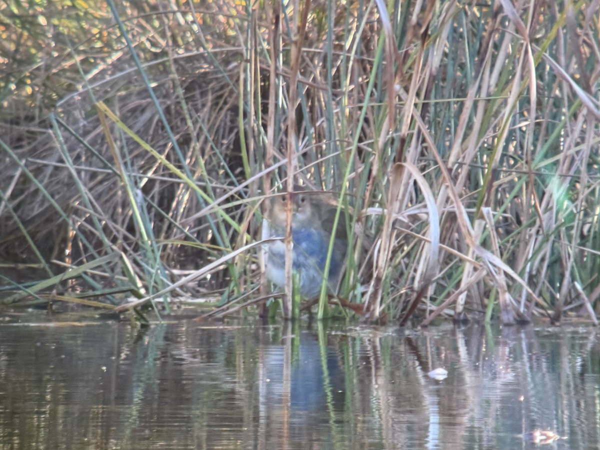 Purple Gallinule - ML643707998
