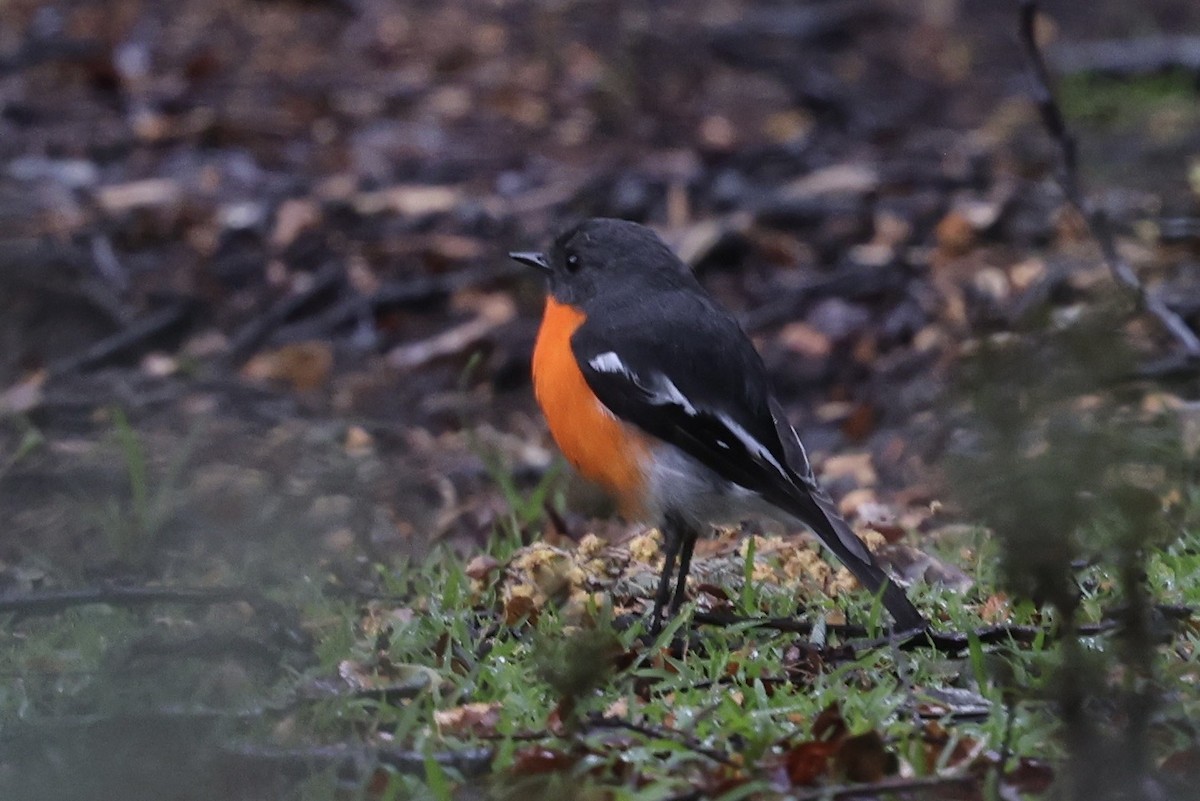 Flame Robin - ML643708013