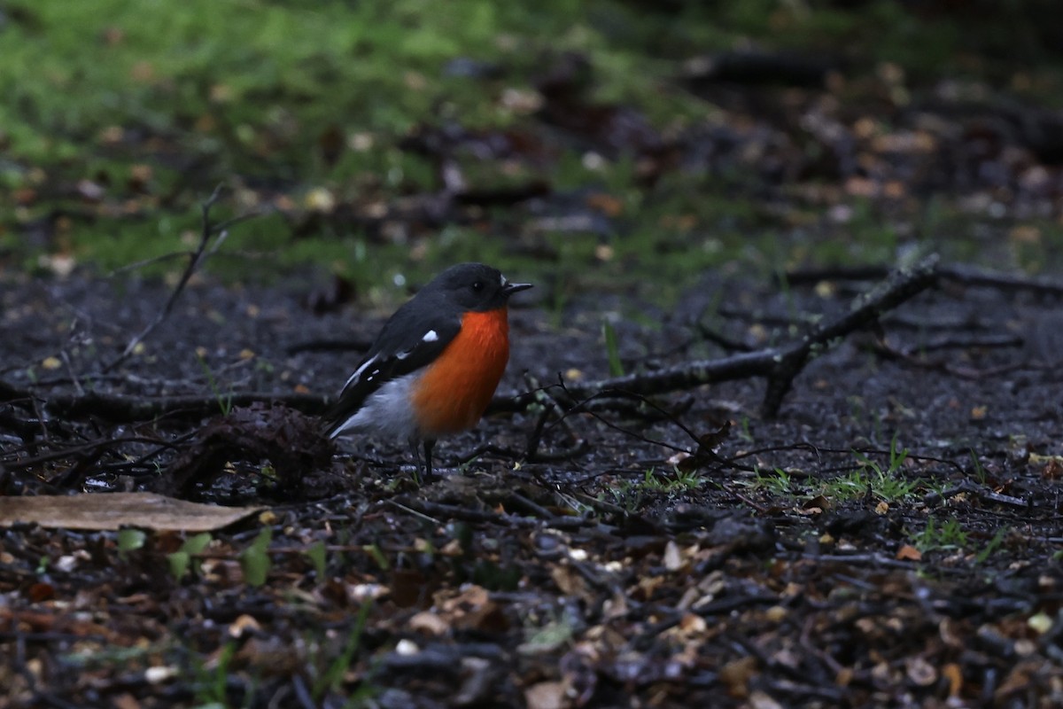 Flame Robin - ML643708014