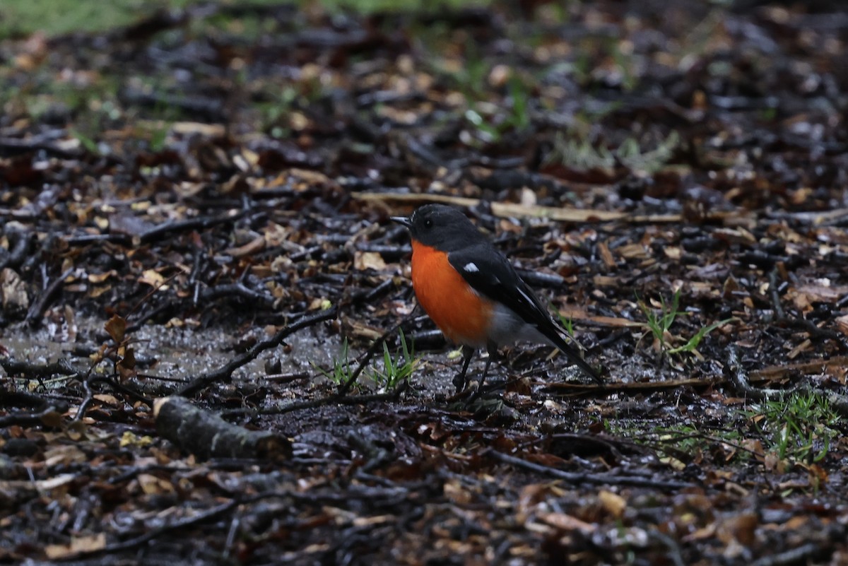 Flame Robin - ML643708015