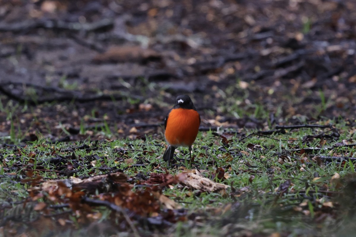 Flame Robin - ML643708016