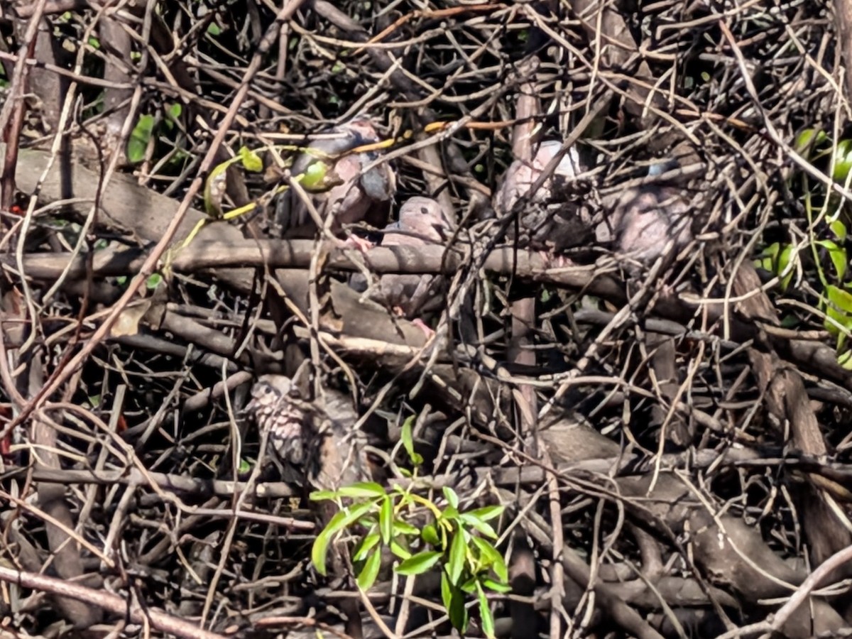 Common Ground Dove - ML643708019