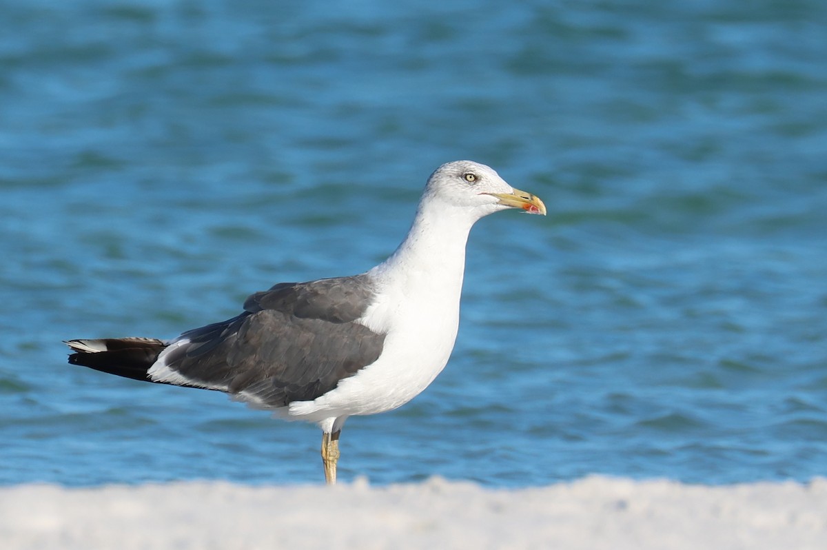 Gaviota Sombría - ML643708036