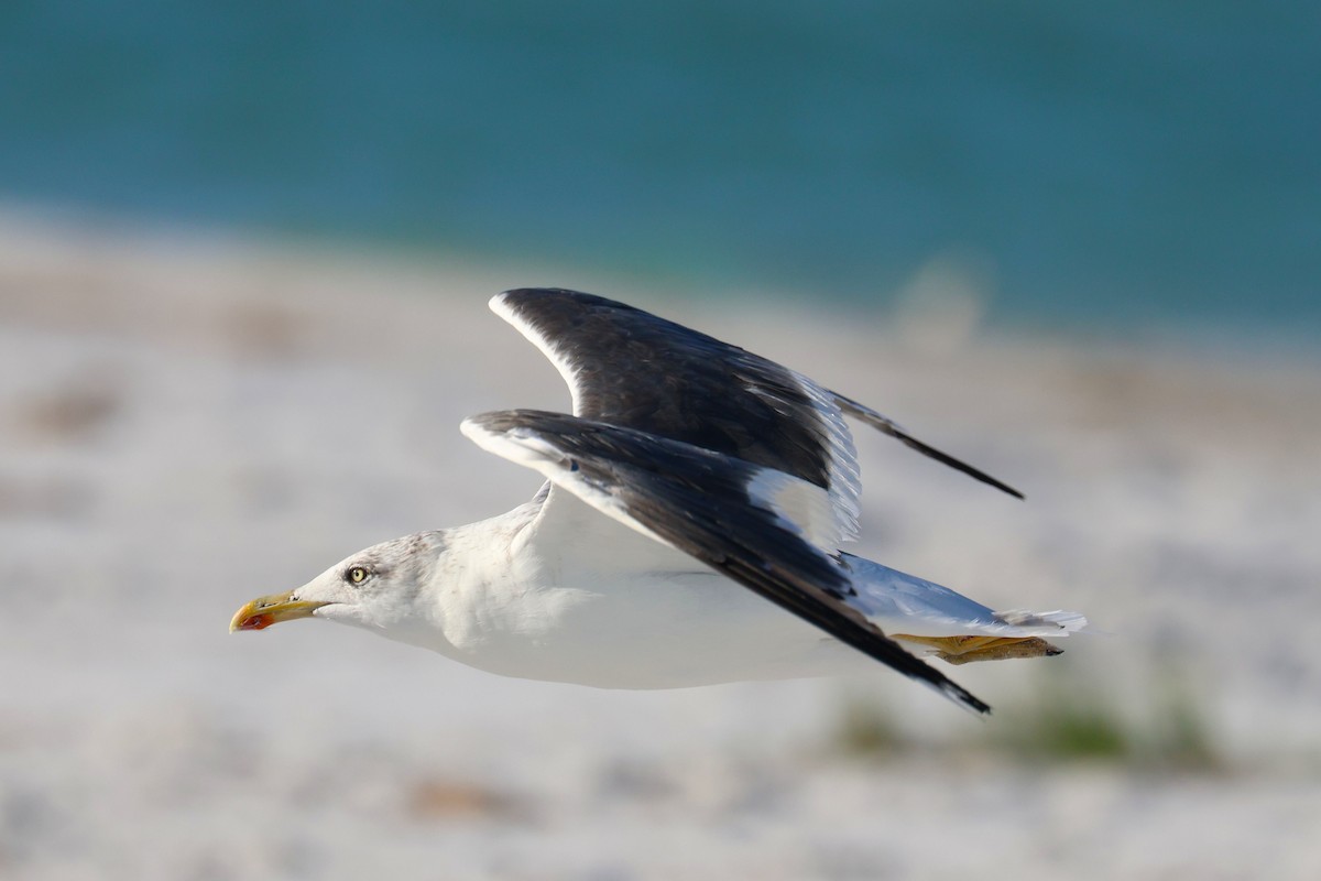 Gaviota Sombría - ML643708037
