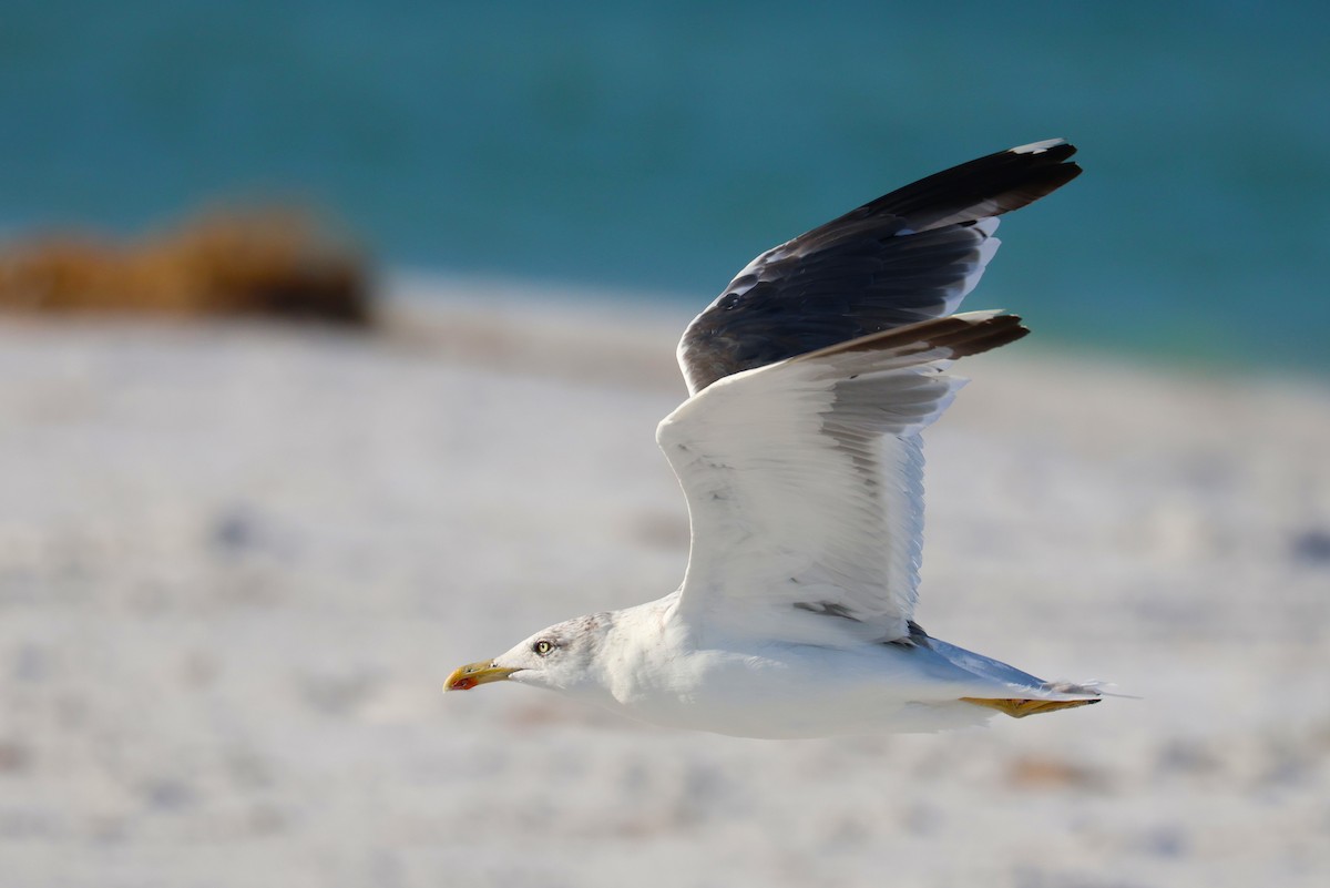 Gaviota Sombría - ML643708038