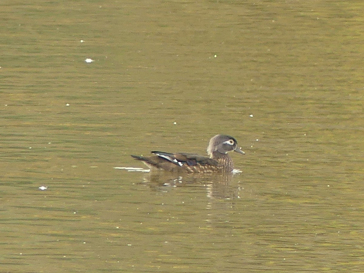 Wood Duck - ML643708044