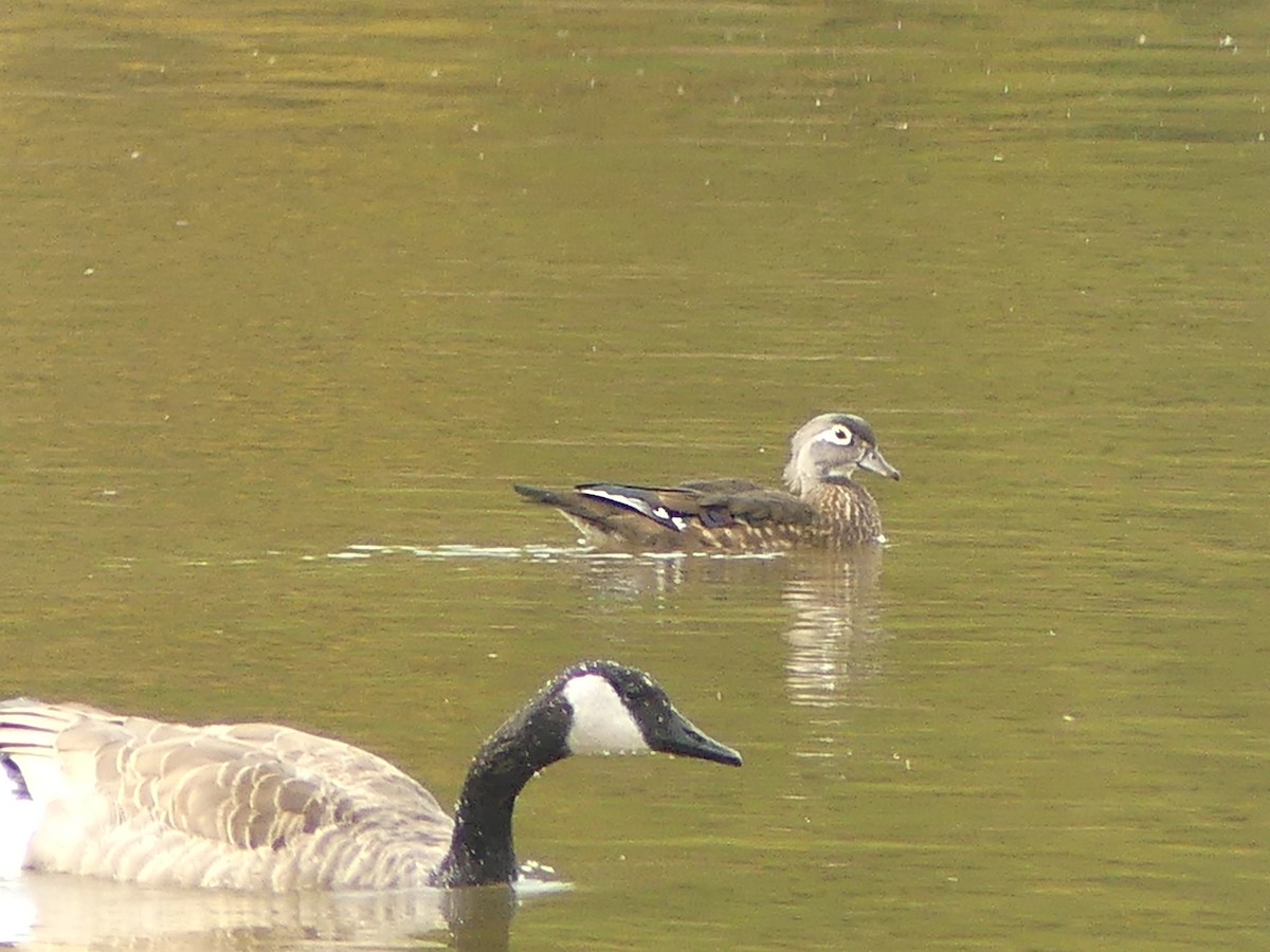 Wood Duck - ML643708045
