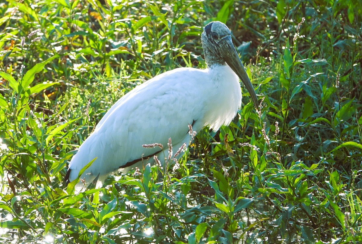 amerikastork - ML643708046