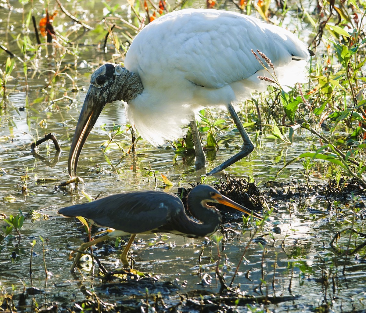 amerikastork - ML643708047