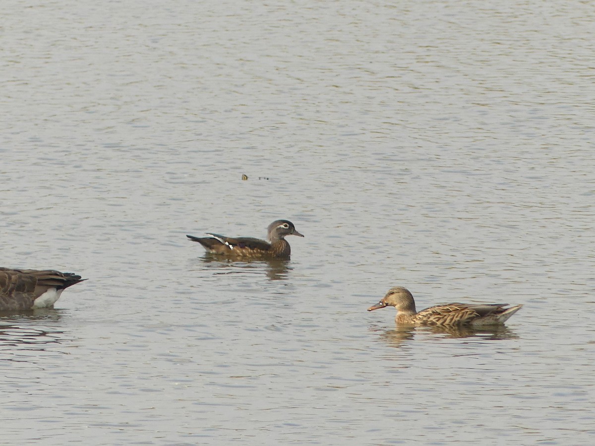Wood Duck - ML643708048