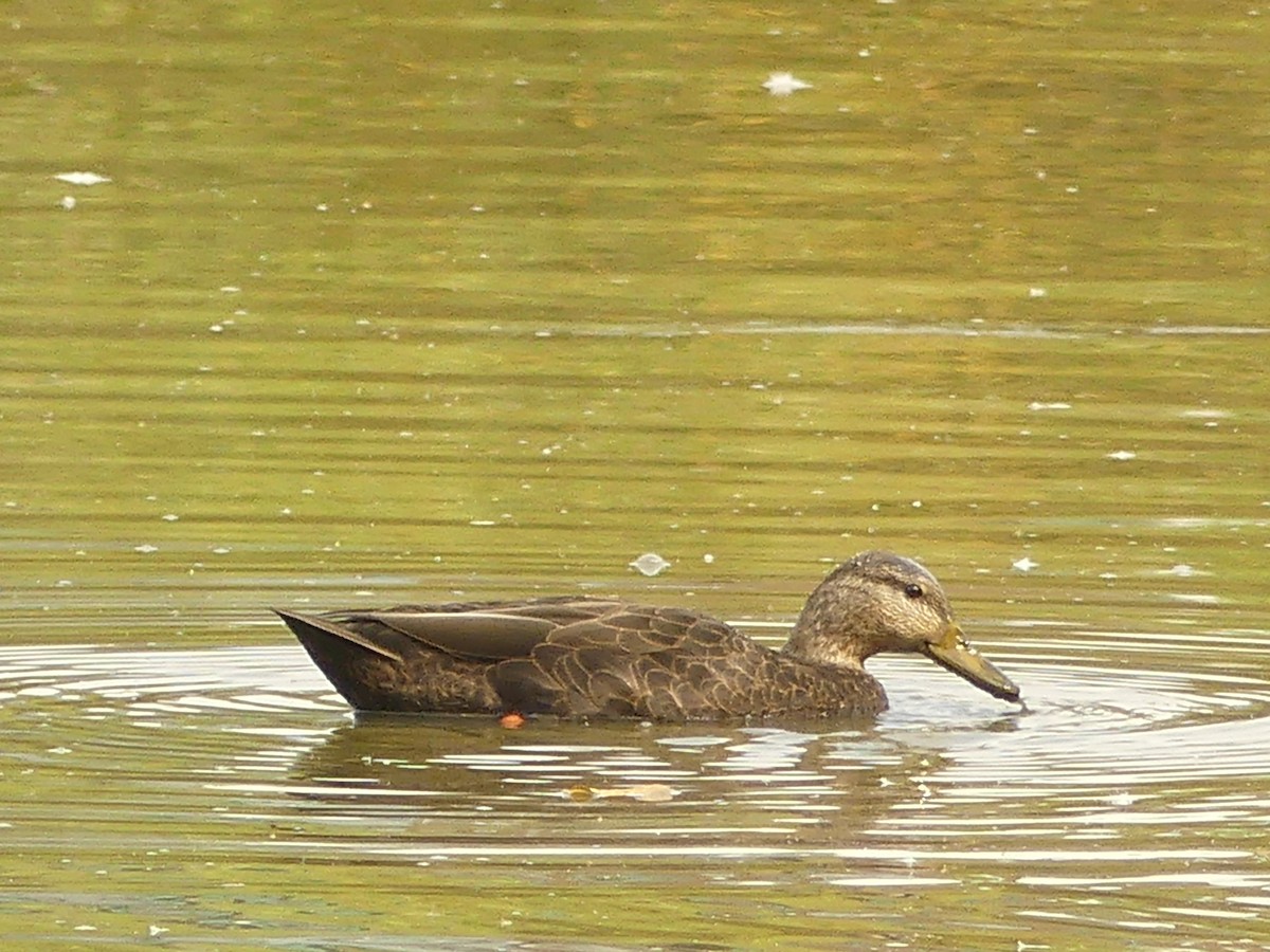 American Black Duck - ML643708080