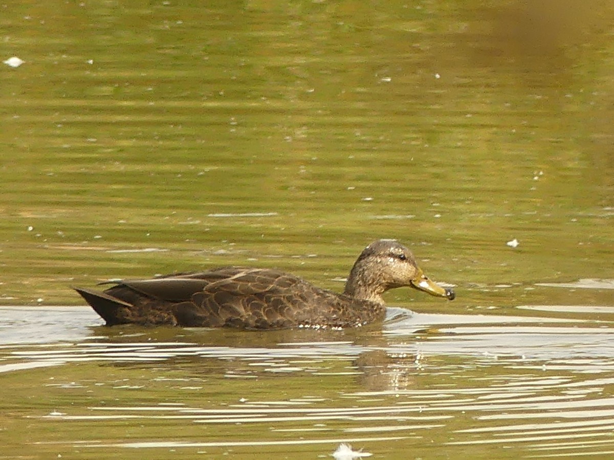 American Black Duck - ML643708081