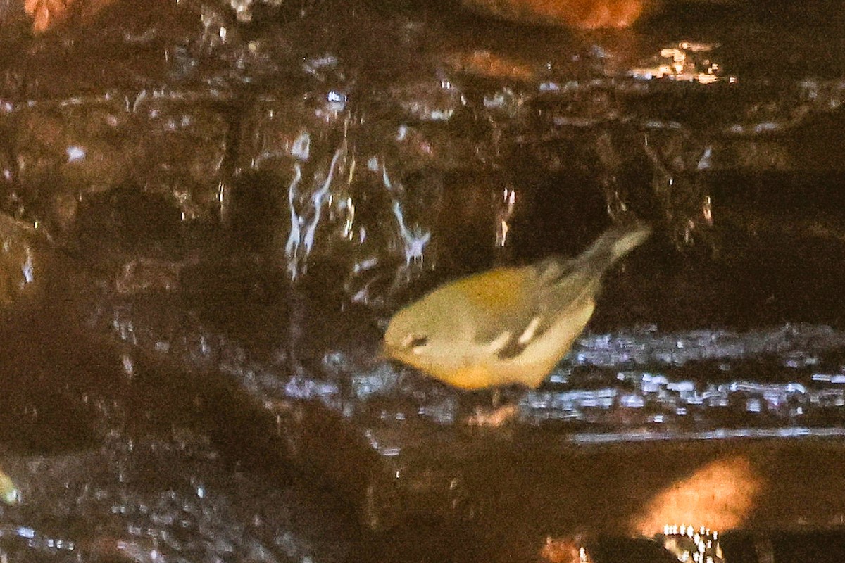 Northern Parula - ML643708082
