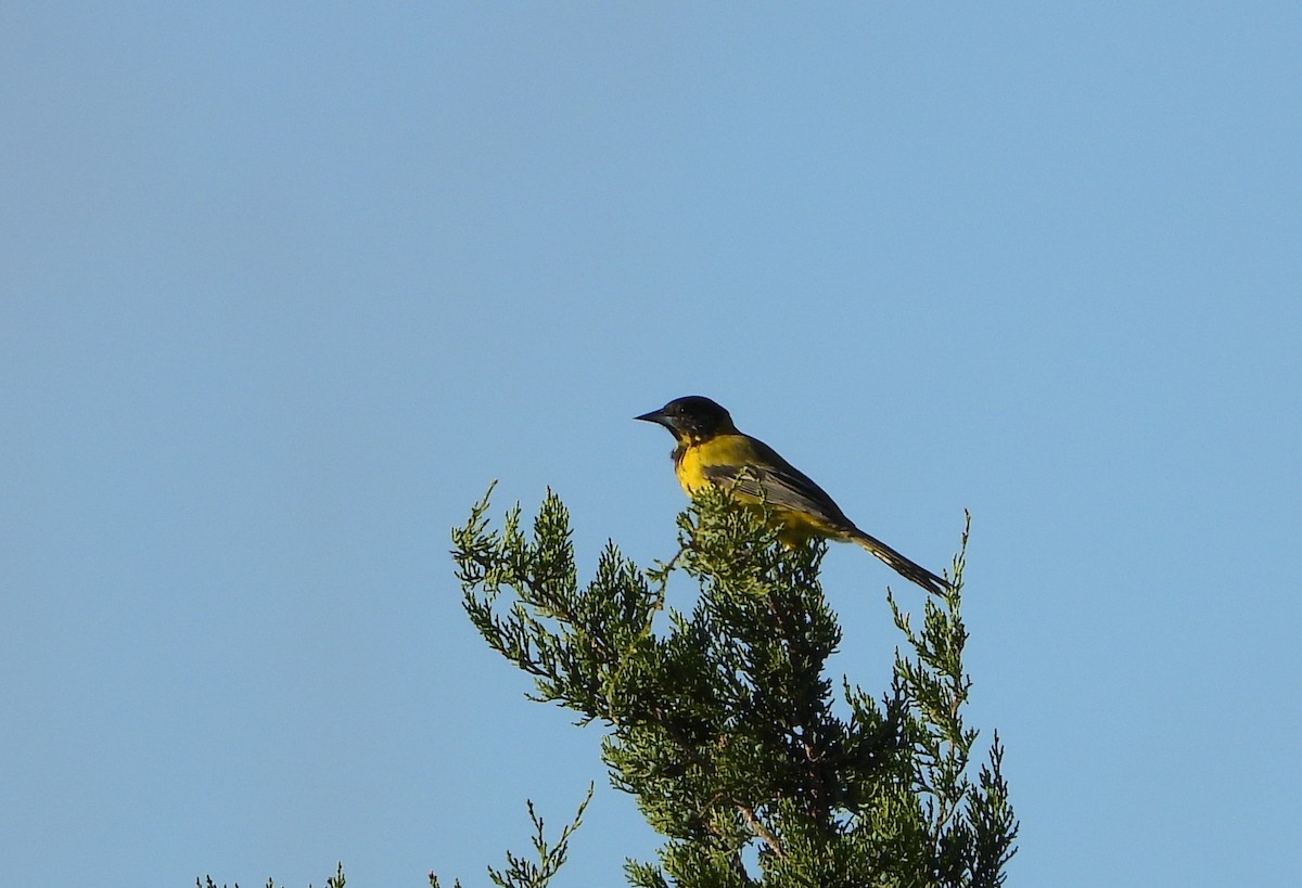 Audubon's Oriole - ML643708098