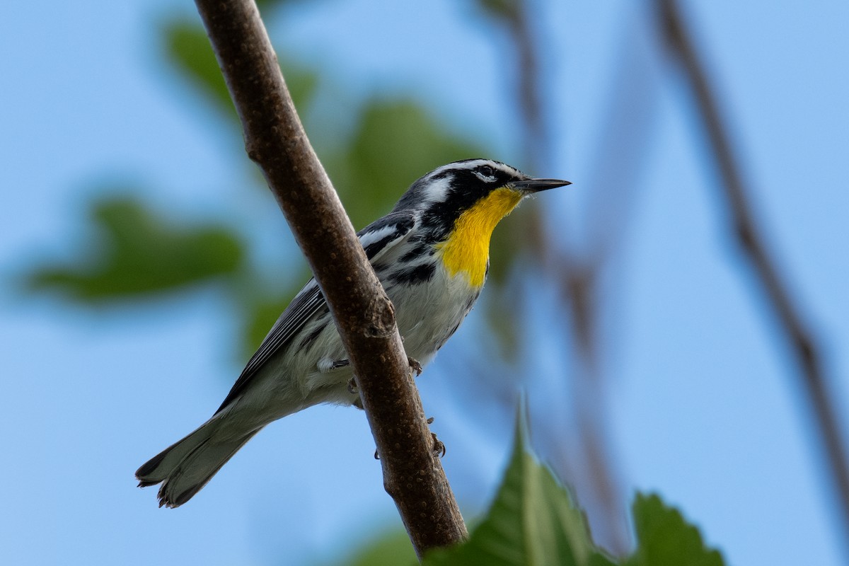 Yellow-throated Warbler - ML643708099
