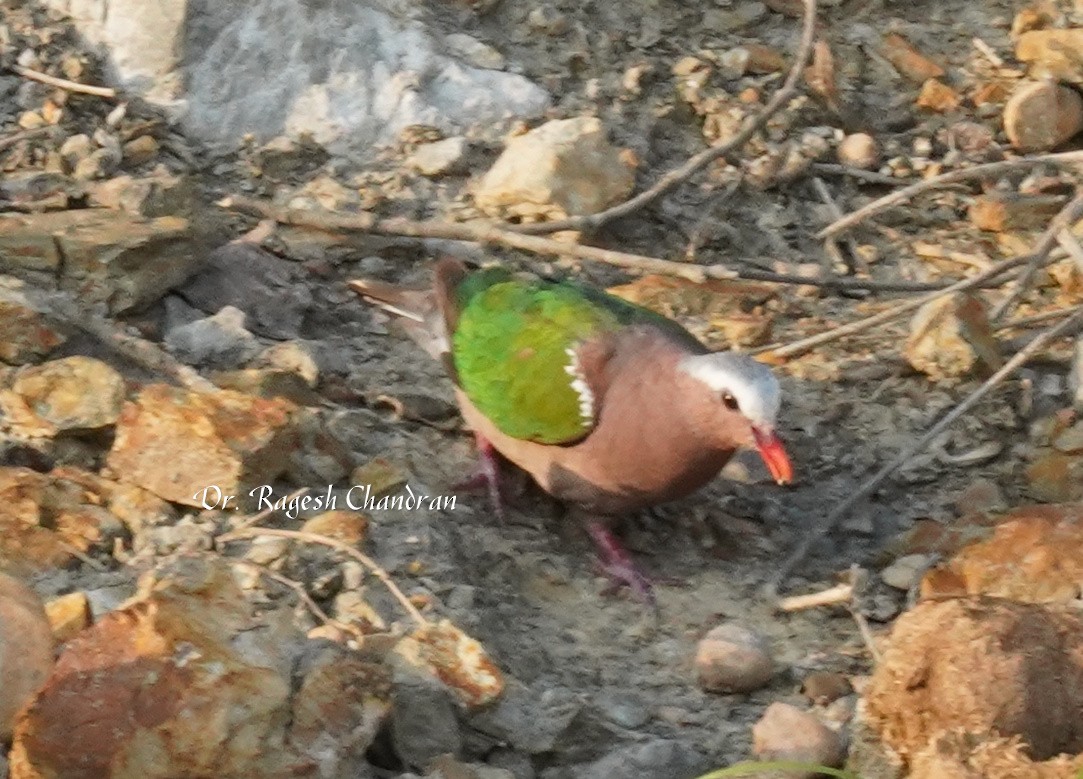Asian Emerald Dove - ML643708107