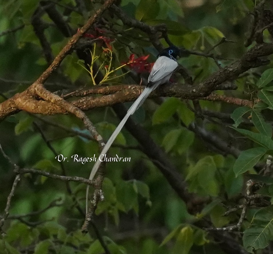 Indian Paradise-Flycatcher - ML643708116