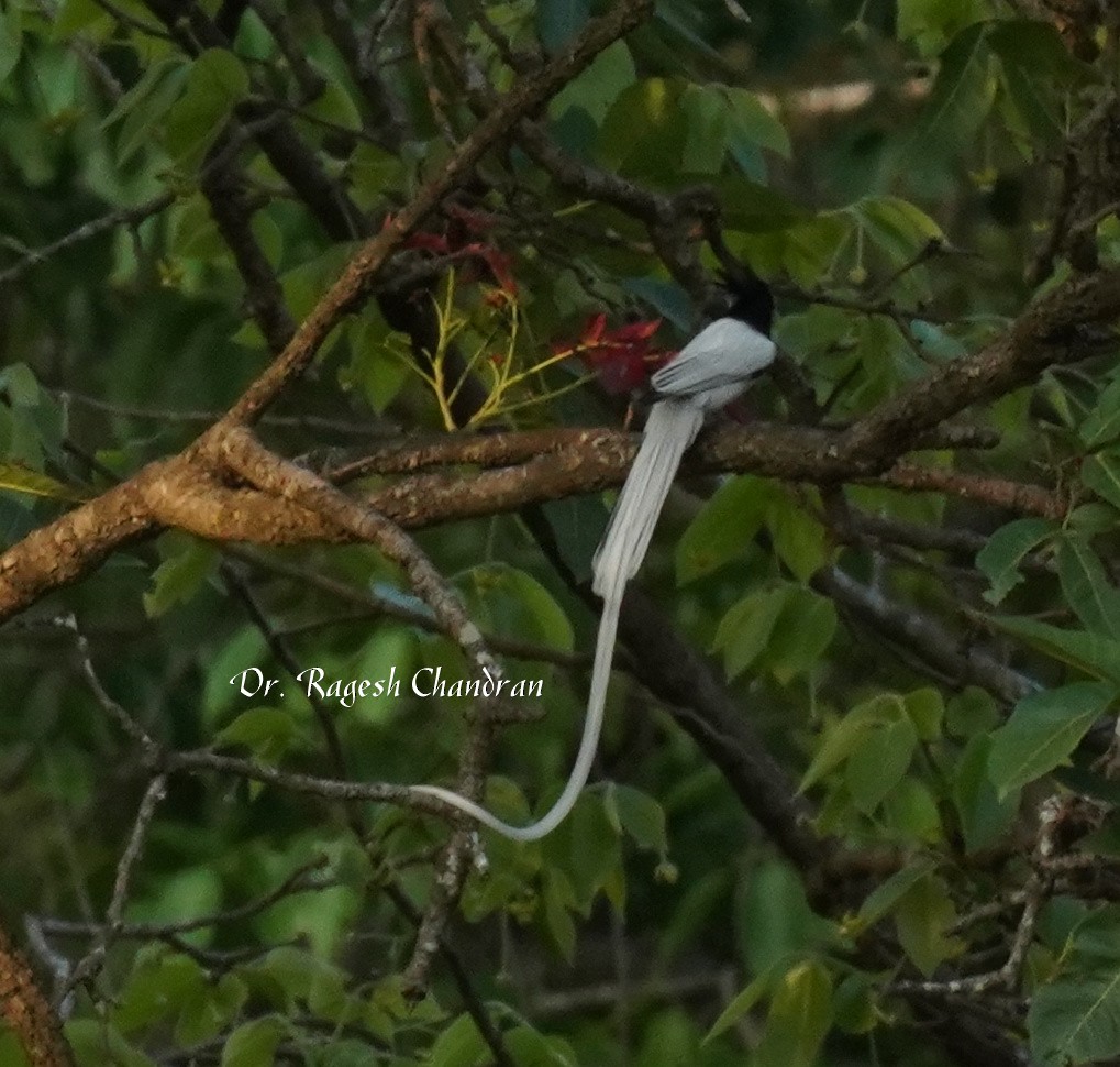 Indian Paradise-Flycatcher - ML643708117