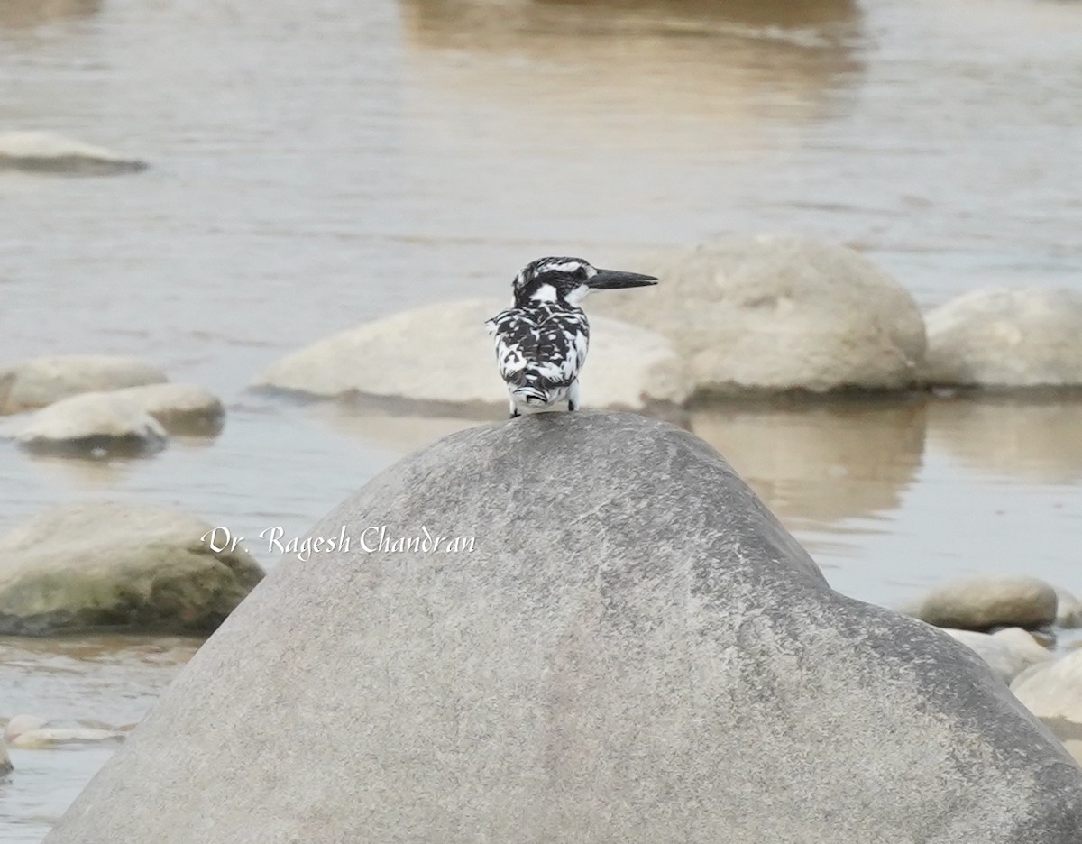Pied Kingfisher - ML643708129