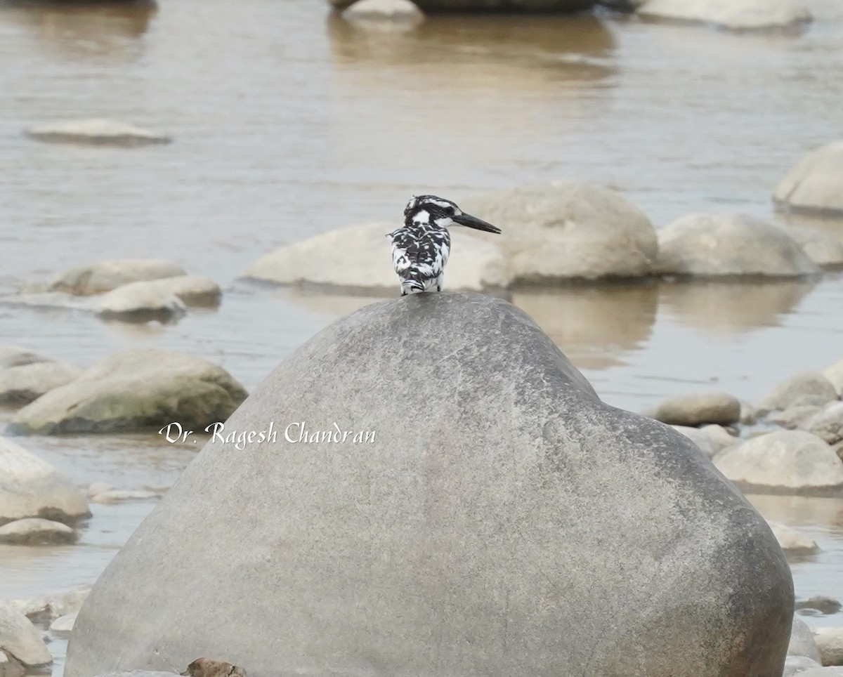 Pied Kingfisher - ML643708130