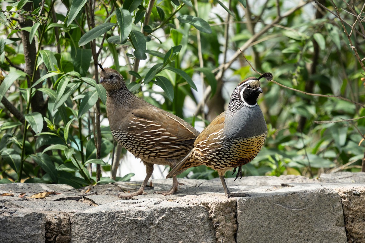 California Quail - Ariel Cabrera Foix