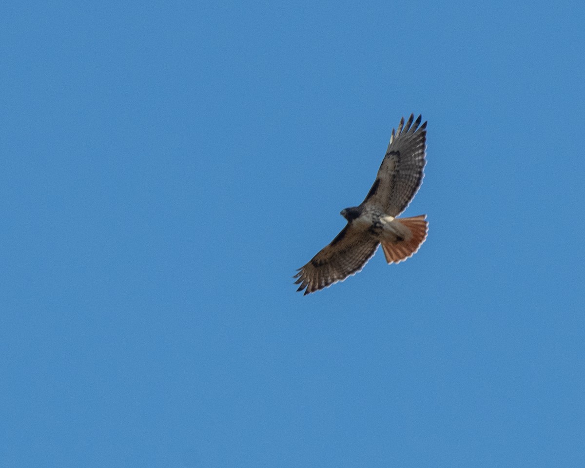 Red-tailed Hawk - ML643708140