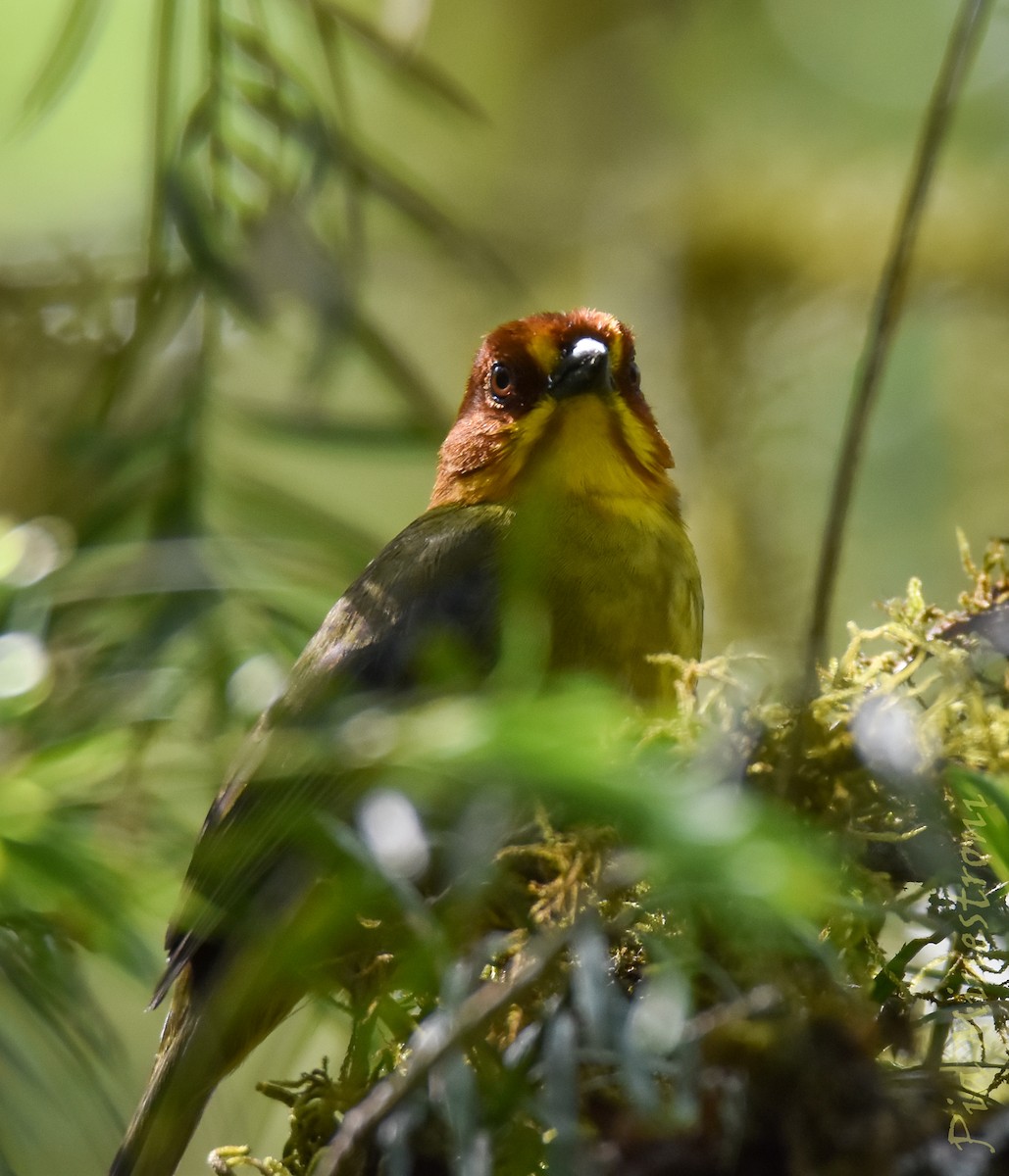 Fulvous-headed Brushfinch - ML643708160
