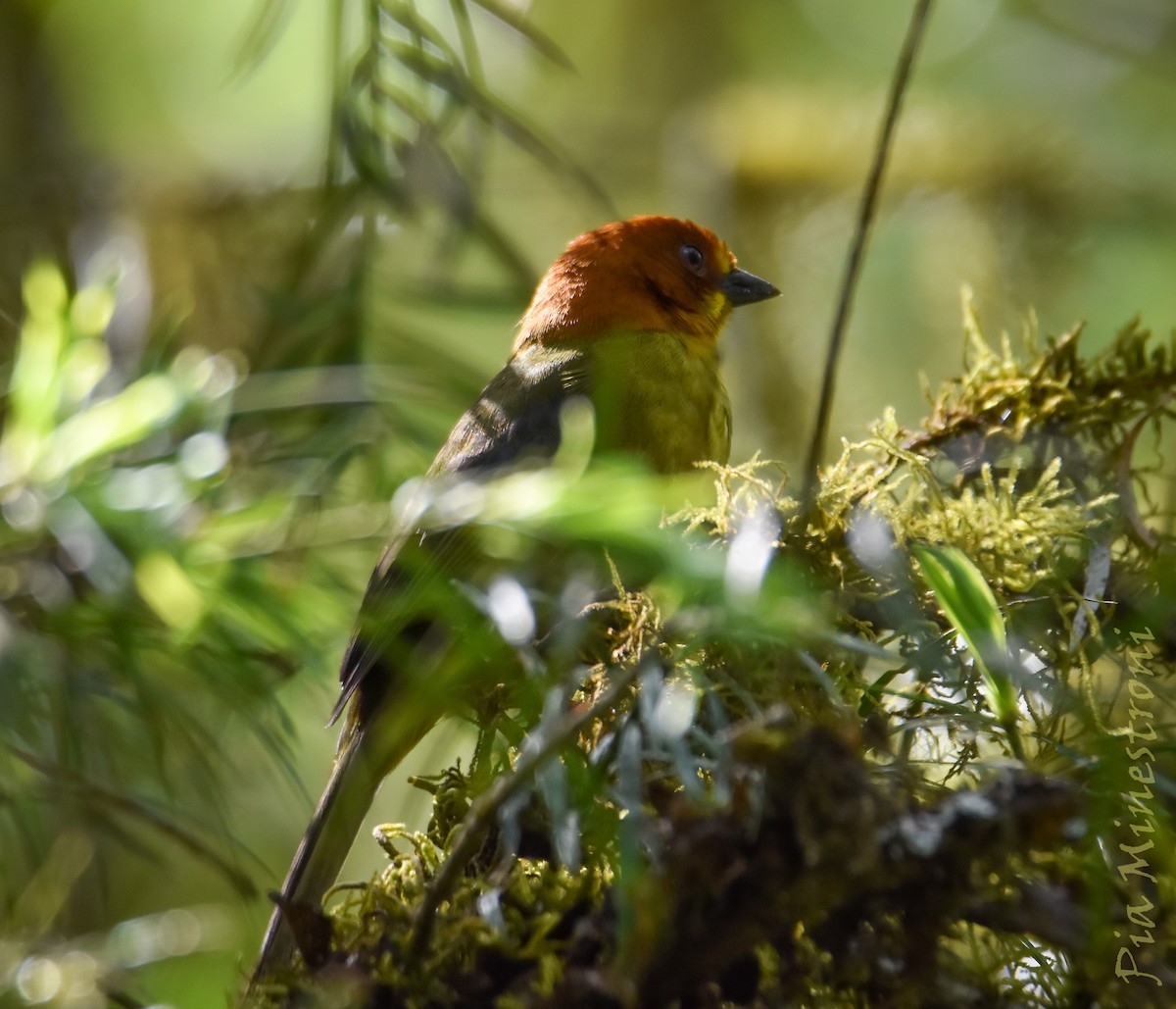 Fulvous-headed Brushfinch - ML643708161