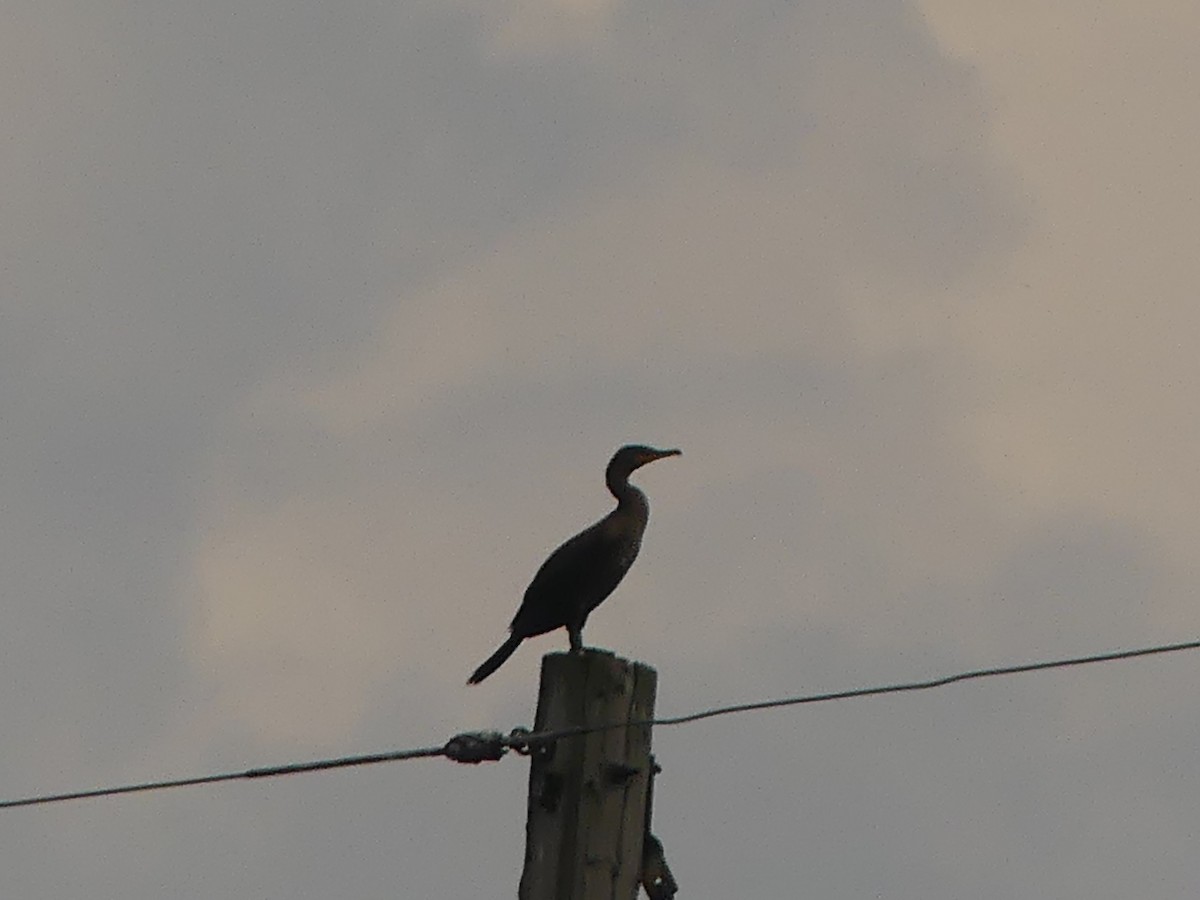 Double-crested Cormorant - ML643708170