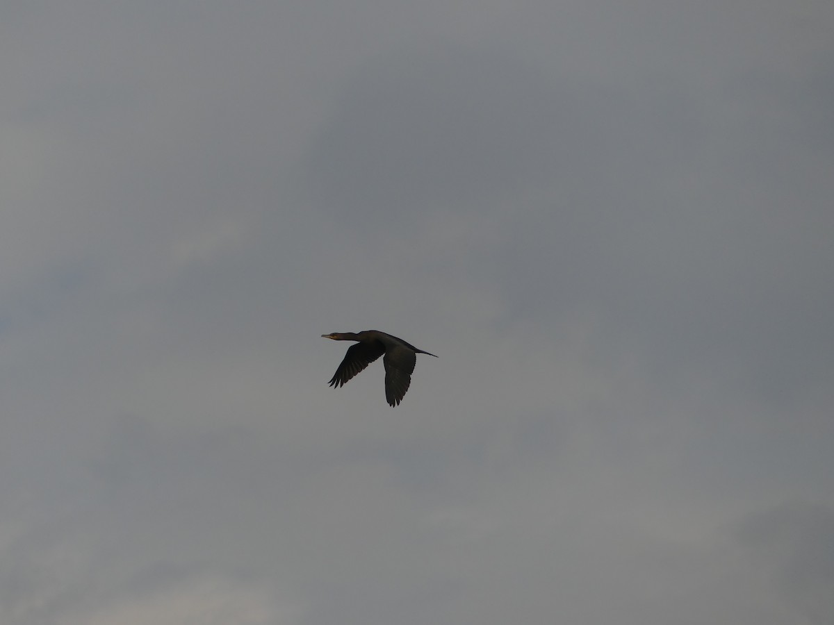 Double-crested Cormorant - ML643708172