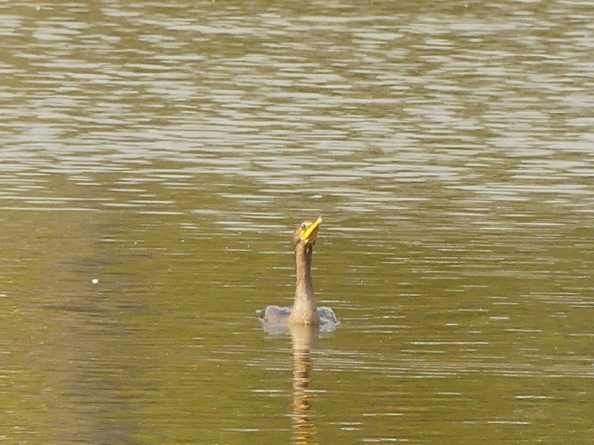 Double-crested Cormorant - ML643708176